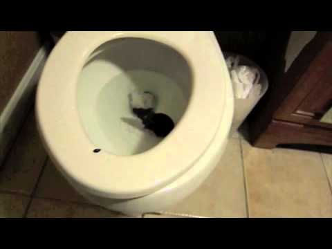 Youtube: RAT IN THE TOILET