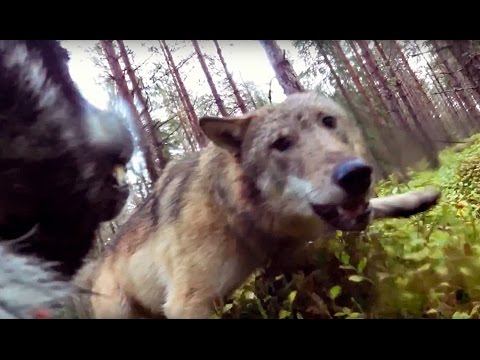 Youtube: Vargar attackerar jämthundstiken Klara (wolves attack hunting dog)