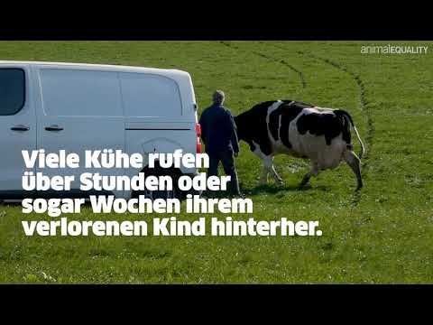 Youtube: Herzzerreißende Trennung von Kuh und Kalb 💔😢