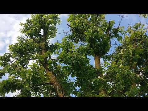 Youtube: mönchsgrasmücke gesang (nicht zu sehen) und kohlmeisenästlinge im hintergrund zu hören