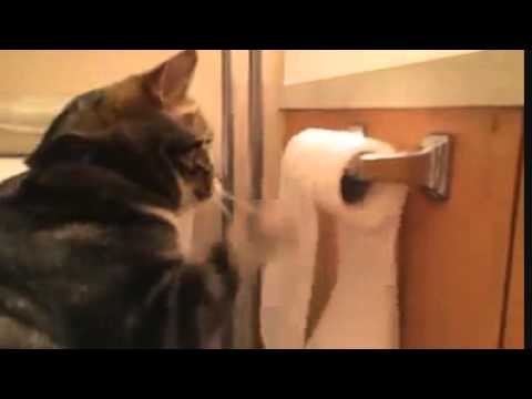 Youtube: Katze und Klopapier