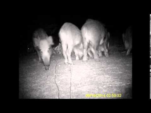 Youtube: Wildschweine fressen Knochen