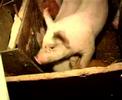 Youtube: Ferkel Ferkelchen Schweinezucht - vom kleinen süßen Ferkel bis zu Schweinen im Stall