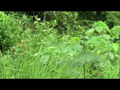 Youtube: Natur Entspannung: Grillen Zirpen im Sommergrass