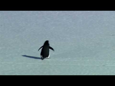 Youtube: nihilist, depressed  penguin - werner herzog
