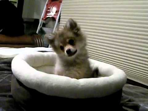 Youtube: Puppy Baby Wolf Howl