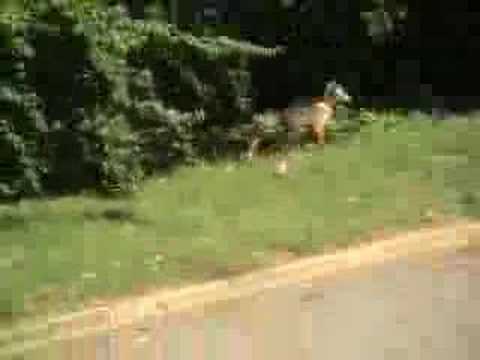 Youtube: chupacabra outside my house