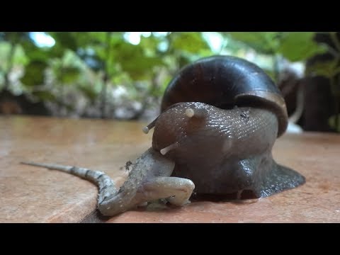 Youtube: 长着6000颗牙齿的食肉蜗牛，有人类拳头那么大，能捕捉蜥蜴为食