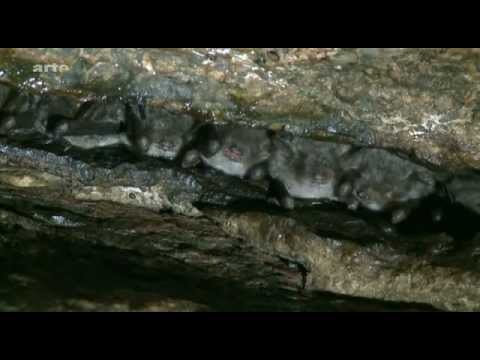 Youtube: Fledermäuse - Warte bis es dunkel wird - Arte - Teil 2 von 3