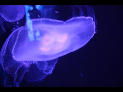 Youtube: Leuchtende Tiere im Meer - Unglaublich! - Dokumentation 2016 [NEU + HD]