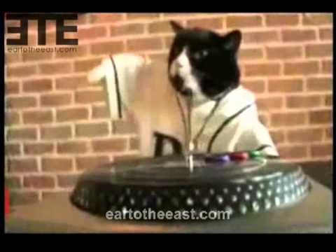 Youtube: Cat DJ, NY Hip-Hop Cat