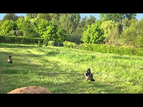 Youtube: Krähchen & dicker Beagle