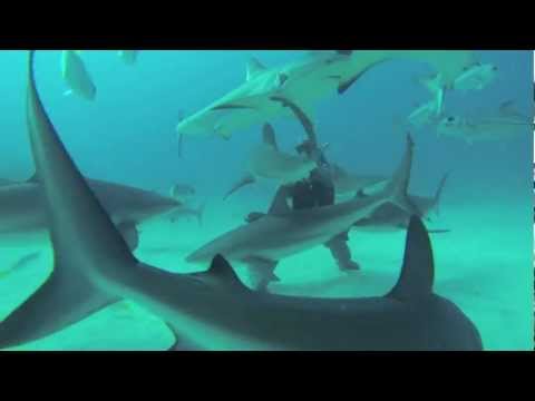 Youtube: Scuba Diving in the Bahamas (Shark and Wreck Dives) [GoPro HD]