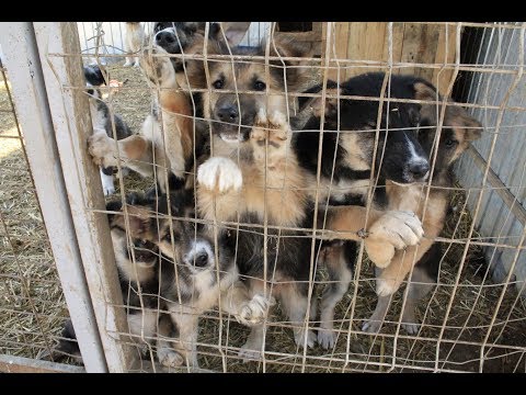Youtube: Besuch im Tierheim von Suceag (Rumänien) am 03.03.2019 #Auslandstierschutz #adoptdontshop