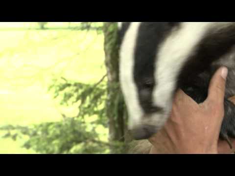 Youtube: Lachender Dachs/ laughing badger