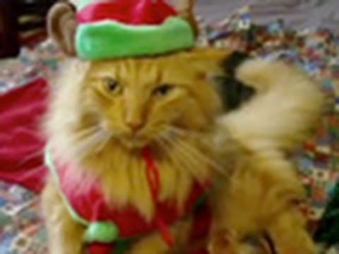 Youtube: Animals of YouTube sing "Jingle Bells"