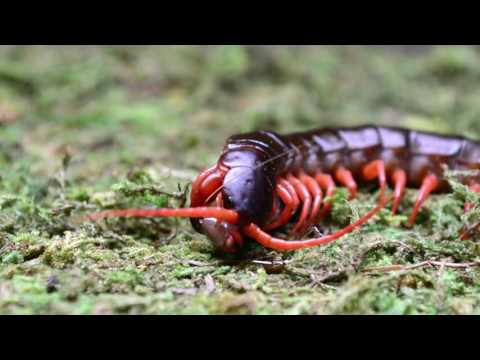 Youtube: Giant Centipede Beheads Grasshopper