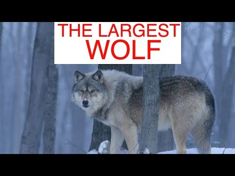 Youtube: Wie groß ist der Wolf? (Wolfzusammenstellung)