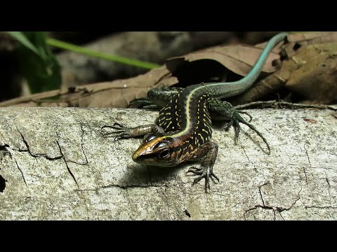 Youtube: Middle American Ameiva (Holcosus festivus occidentalis)