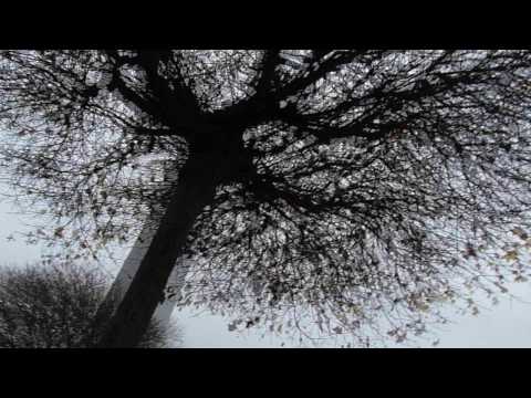 Youtube: Vogelschwarm am Zürichsee
