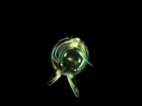 Youtube: Amon Tobin - Polycystinid
