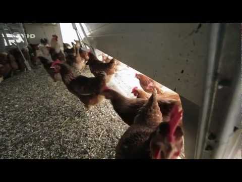 Youtube: Eier-Massenproduktion, Tierquälerei - 2/2 ZDFzoom 04.04.2012