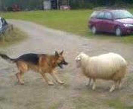 Youtube: Dog VS Sheep