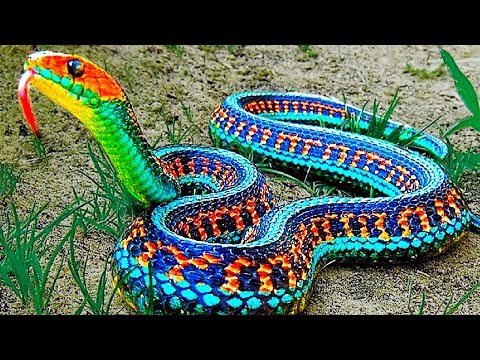 Youtube: 13 seltenste Schlangen der Welt!