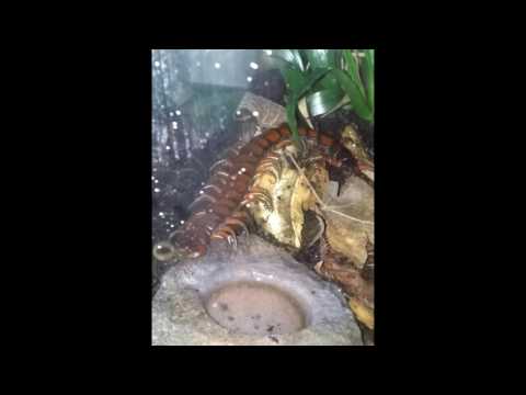 Youtube: Scolopendra subspinipes Rambo
