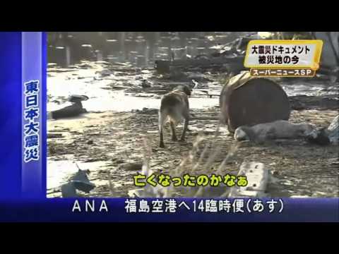 Youtube: Loyal Dog Won't Leave Injured Friend Behind - HELP JAPAN'S LOST & INJURED TSUNAMI PETS
