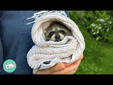 Youtube: Dog Helps Baby Racoon Get Her Strength Back | Cuddle Buddies