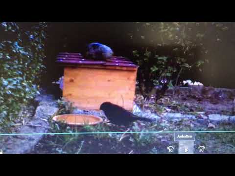 Youtube: Amsel