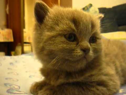 Youtube: Kitten suddenly falls asleep