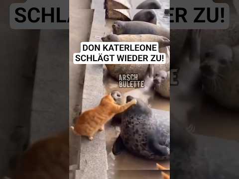 Youtube: DON KATERLEONE SCHLÄGT WIEDER ZU!😹#shorts @Arschbulette #donkaterleone #arschbulette #katze #cat
