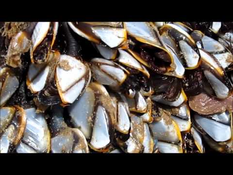 Youtube: Goose Barnacles