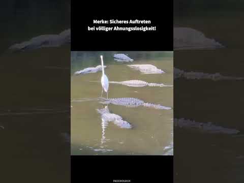 Youtube: Sicheres Auftreten...