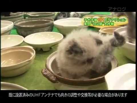 Youtube: Cats in Pots