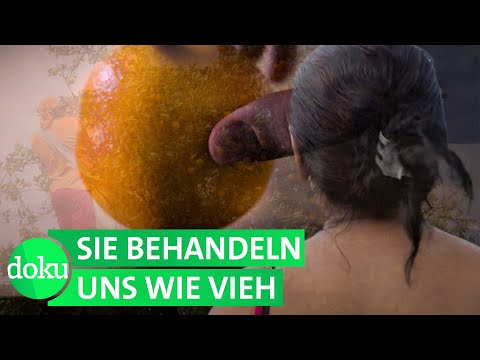 Youtube: Orangensaft: Wer zahlt den Preis für unseren Durst? | WDR Doku