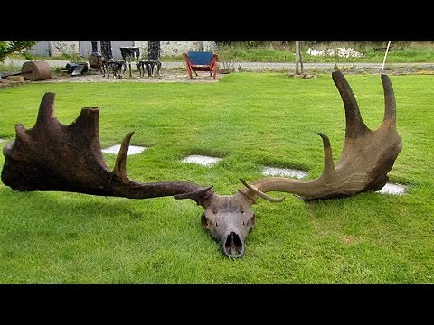 Youtube: Irish Elk found: 10,000 years old and have a span of more than 3 metres