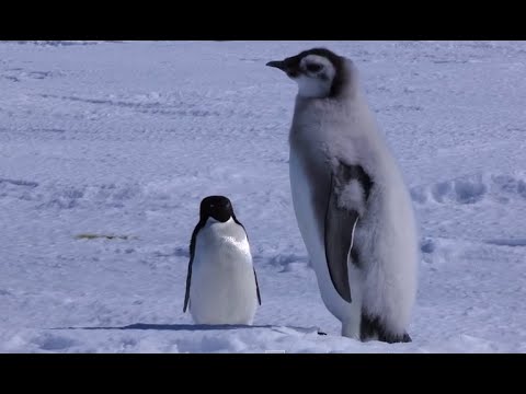 Youtube: Adelie Penguin Slaps Giant Emperor Chick!