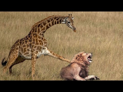 Youtube: Mother Giraffe kicks Lion head very hard to save herself, harsh life of Wild Animals