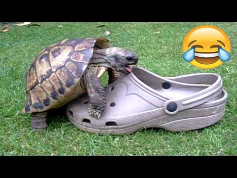 Youtube: FUNNIEST TURTLES - Cute And Funny Turtle / Tortoise Videos Compilation [BEST OF 🐢]