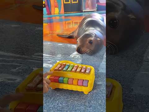 Youtube: Sealion core