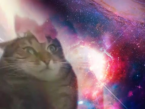 Youtube: Cat Transcendence- limitless