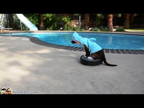 Youtube: #SharkCat and  Swimming Pool. #SharkWeek