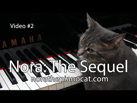 Youtube: Nora The Piano Cat: The Sequel - Better than the original!