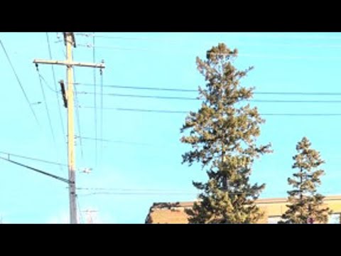 Youtube: Witness video of ICE agents at Roosevelt High School in Minneapolis