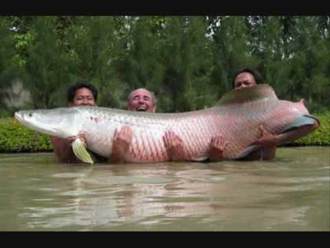 Youtube: The Biggest Fish In The World