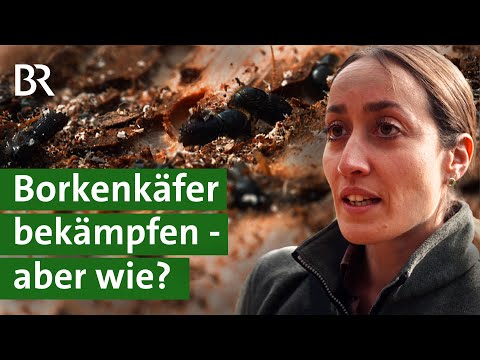 Youtube: Ist es ein aussichtsloser Kampf? Maßnahmen gegen den Borkenkäfer | Wald in Not | Unser Land | BR