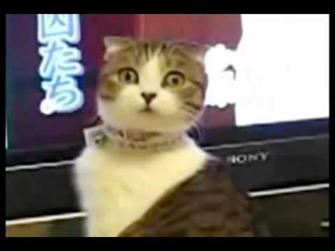 Youtube: Inception Animals